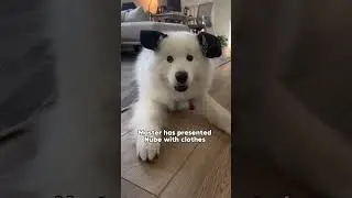 Anyone else's dog loves stealing used socks?