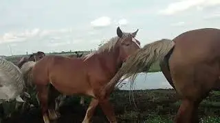 К жеребцу привели кобылу весом 900 кг
