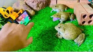 Don’t disturb me 🤣🤣🤣& frogs watching 📺 TV 😻😻funny frogs #funnyvideo