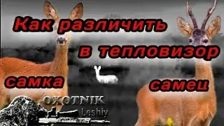 Как отличить в тепловизор самца Косули от самки
