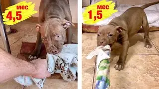 Питбуль Джина 1,5 месяца и 4,5 месяца