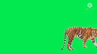 lion  green screen