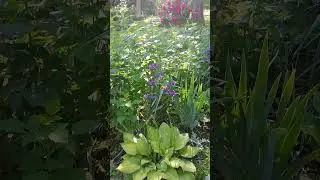 Традесканция Андерсена, это растение подходит для малоуходного сада🤗