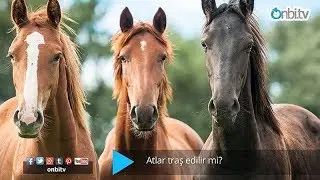Atlar  traş edilir mi? 