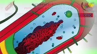 DIFFERENCE BETWEEN PROKARYOTIC AND EUKARYOTIC CELL | प्रोकैरियोटिक और यूकैरियोटिक कोशिका में अन्तर |