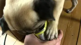 Oliver - pug loves caffe latte II