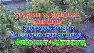 Вторая подкормка голубики. МАЙ 2025. Органическая и классическая.