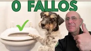 ENSEÑAR CACHORRO ir al BAÑO donde quieras en 10 MINUTOS!!