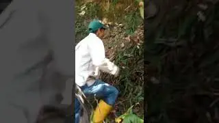 EXPEDICIÓN BOTÁNICA #viral #viralvideo #real #botanical #expedition #shortviral #youtube #flora