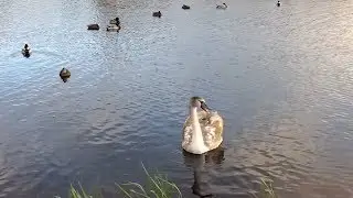 The Ugly Duckling