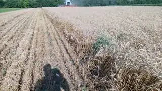 Пшениця сорт Наснага 2021