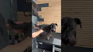 Удовольствие получил и клиент и грумер❤️ 