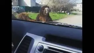 верблюд на дороге в Анапе