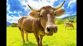 SOM DE VACA, Vacas Berrando, Som de Boi, Vaca Mugindo | Cow sound