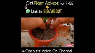 How to Grow Gazania Plant At Home? (With Updates)