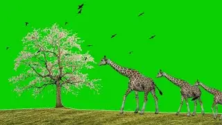 Giraffe Walking Green Screen | No Copyright Video |