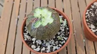 I am devastated!  Euphorbia obesa female August 2024