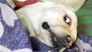 FUNNY STRIKER (DOG) EXPRESSIONS