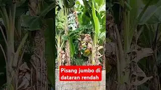 pisang jumbo di dataran rendah