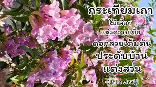 กระเทียมเถาดอกดกเต็มต้นประดับบ้านแต่งสวนพร้อมวิธีปลูกดูแลขยายพันธุ์มาฝาก