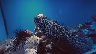 3 Hours of Stunning Underwater Footage + Calming Piano Music