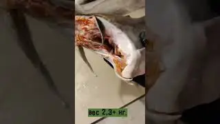 Свежая дикая нерка