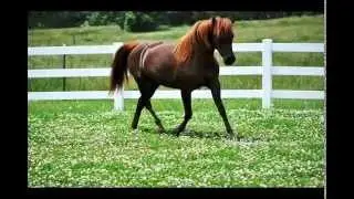 Gaited Morgan Horse Mare 2012 Missouris Dandy Darlin