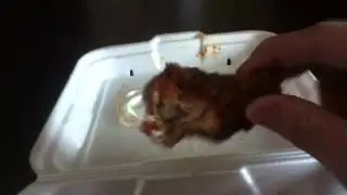 feast 4 da king review part 2/???????????????