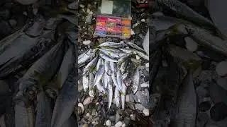 Рыбалка на чёрном море! Ставрида