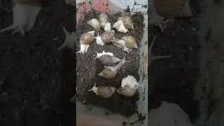 Ulitka boqishda ozroq foydali maslahatlarim 2- qism
