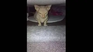 Крыся затарилась. Не хочет купаться. Funny cat