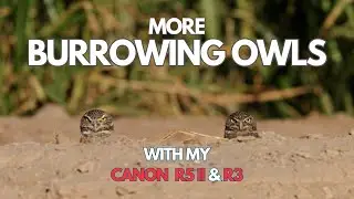 More Burrowing Owls with my Canon R5 mk II and R3!