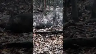 Wild Bore shootdown crually