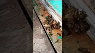 Клещ Вароа уничтожен