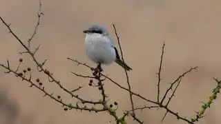 Great Grey Shrike on Leash Fen, Derbyshire, 12th Jan, 2024.