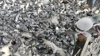 güvercin, Eyüp Sultan Camii, pigeon
