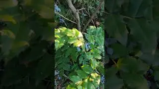 Моля за разпознаване?