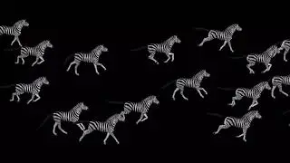 Running Zebra Herd - Transparent Loop
