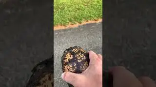 Helping a Box Turtle cross