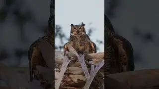 Great Horned Florida Owl Feeding young owls another bird!!