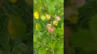 Наш сад на Кубани