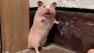Hamster scared of touching