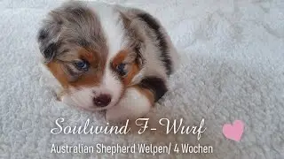 F-Wurf / 26. Tag | Soulwind Australian Shepherds