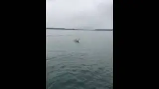 Shark in Tauranga, New Zealand 24 December 2015