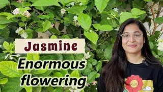 🔴Plant No 11- MOGRA-JASMINE PLANT COMPLETE CARE TIPS/ #gardening #jasmineplant #mograplant