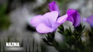 Чакараева Маьлх-Аьзни 