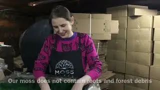 PRODUCTION & WHOLESALE  Preserved Moss
