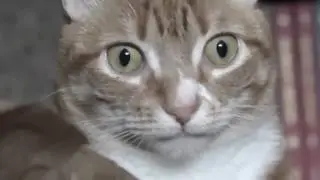 Кот охуел от жизни
