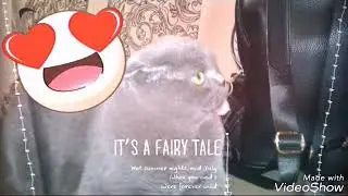 Мой котик