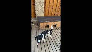 Лана Помощь Бездомным животным Вечер сурка 😂 так тоже бывает